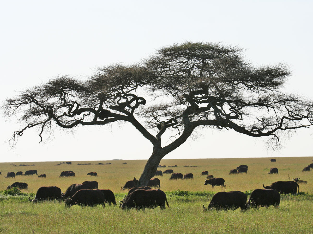 wp-content/uploads/itineraries/Safari/safari-serengeti (3).jpg